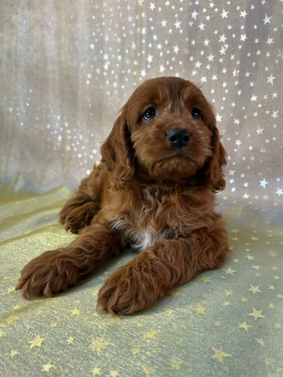 F1 Female Cockapoo Puppy for Sale DOB 9-15-2025, $950